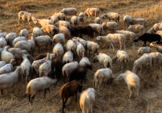 Κρούσμα πανώλης και στην Κορινθία